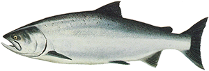 Chinook Salmon or King Salmon