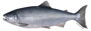 Coho Salmon (red salmon, kokanee salmon, blueback salmon)