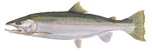 Steelhead - a River and Sea Rainbow Trout Species